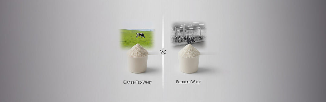 Grass-Fed Whey vs Regular Whey: Is It Worth the Hype?