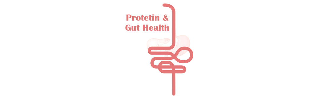 protein powder and gut health